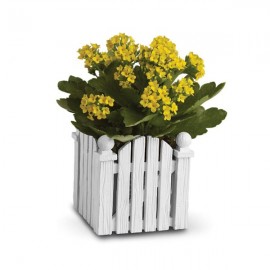 Le Plant de Kalanchoé Le Plant de Kalanchoé